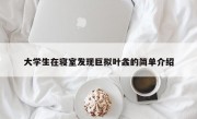 大学生在寝室发现巨拟叶螽的简单介绍